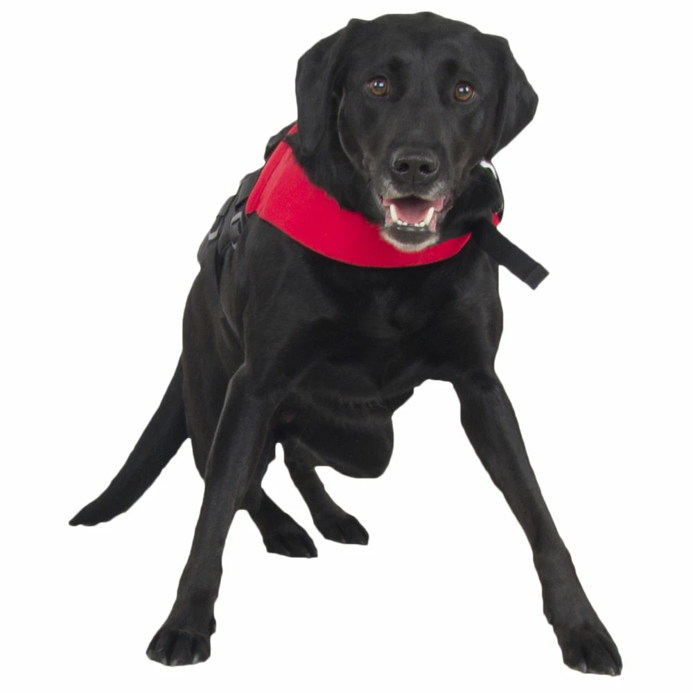 NRS CFD - Canine Flotation Device - Image 4