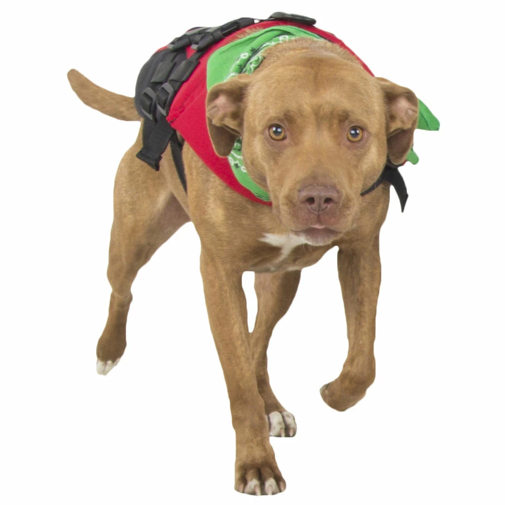 NRS CFD - Canine Flotation Device - Image 7